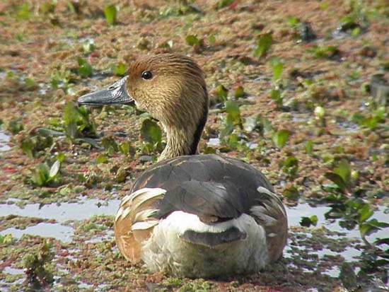 Sirirí colorado/Fulvous Whistling-Duck