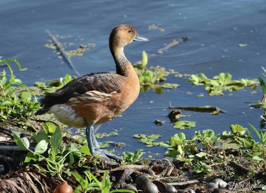 Sirirí colorado/Fulvous Whistling-Duck