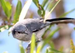 Tacuarita azul/Masked Gnatcatcher