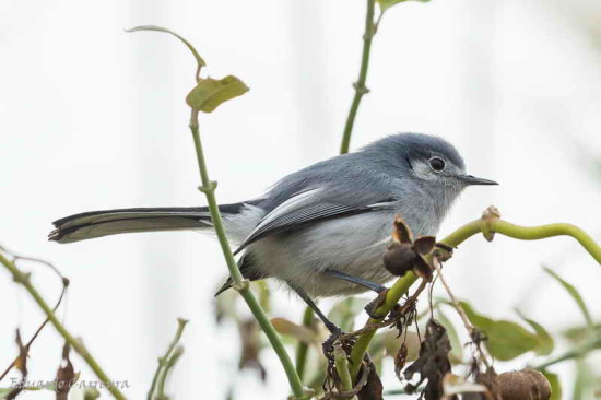 Tacuarita azul/Masked Gnatcatcher