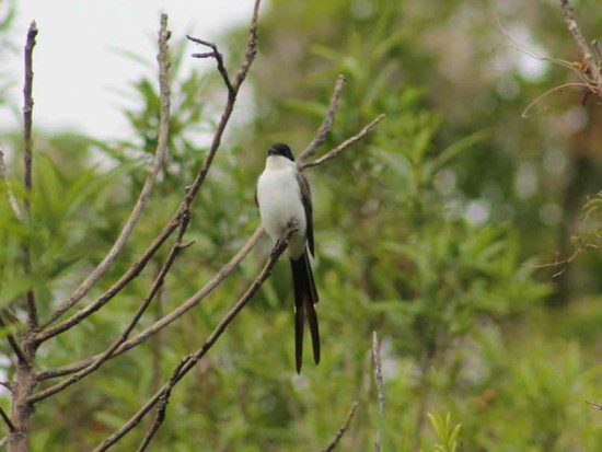 Tijereta/Fork-tailed Flycatcher