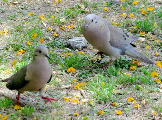 Torcaza común/Eared Dove