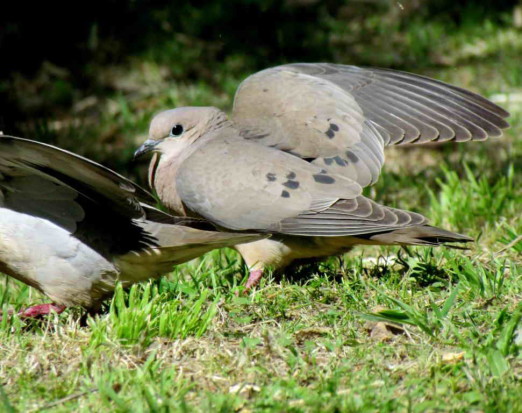 Torcaza común/Eared Dove