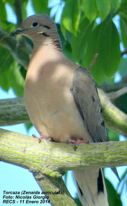 Torcaza común/Eared Dove