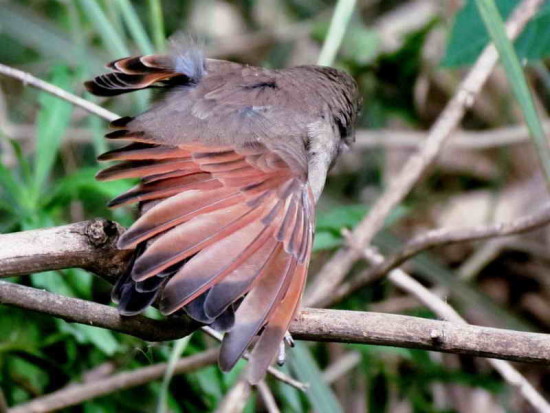 Tordo músico/Bay-winged Cowbird