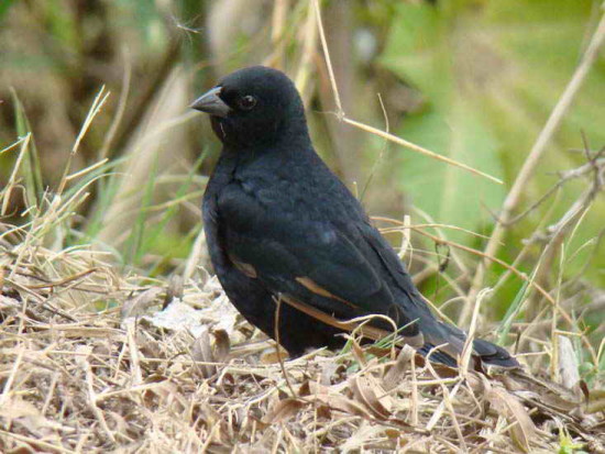 Tordo pico corto/Screaming Cowbird