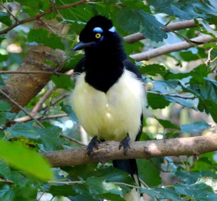 Urraca-común/Plush-crested Jay