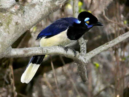 Urraca-común/Plush-crested Jay