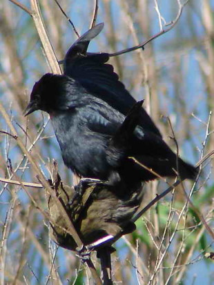 Varillero congo/Chestnut-capped Blackbird