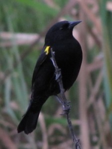 Varillero ala amarilla/Yellow-winged Blackbird