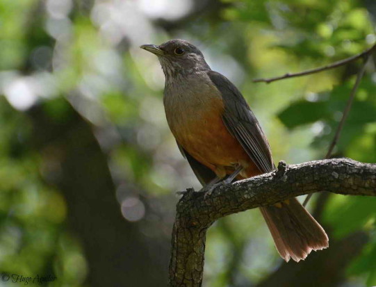 Zorzal colorado/Rufous-bellied Tgrush