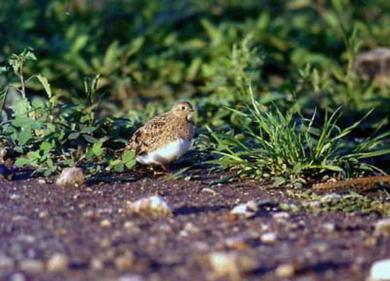 Agachona chica/Least Seedsnipe