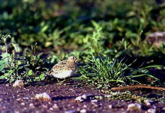 Agachona chica/Least Seedsnipe