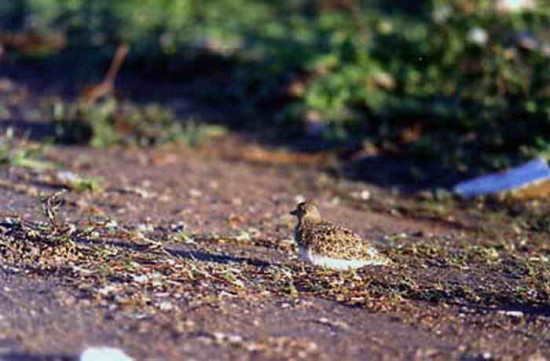 Agachona chica/Least Seedsnipe