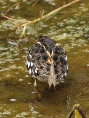 Aguatero/South American Painted-Snipe