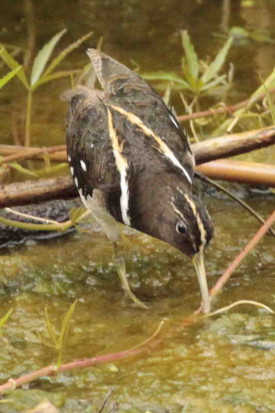 Aguatero/South American Painted-Snipe