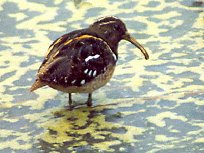 Aguatero/South American Painted-Snipe