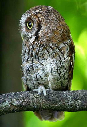 Alilicucu común/Tropical Screech-Owl