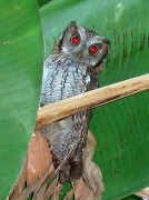 Alilicucu común/Tropical Screech-Owl