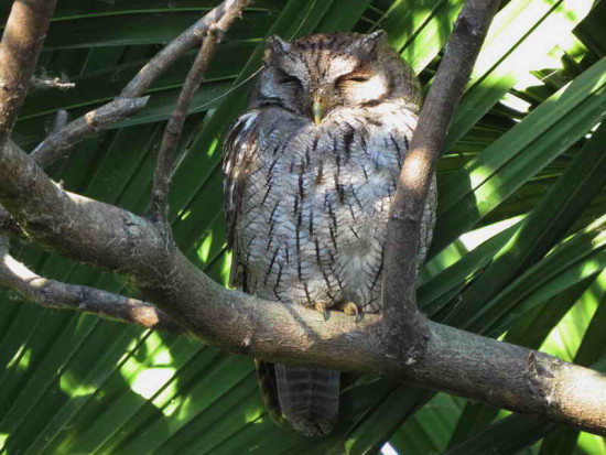 Alilicucu común/Tropical Screech-Owl