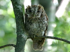 Alilicucu común/Tropical Screech-Owl