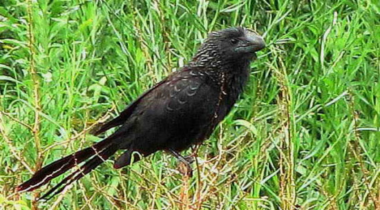 Anó chico/Smoth-billed Ani