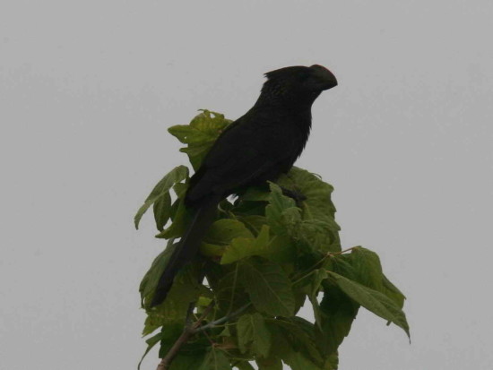 Anó chico/Smoth-billed Ani