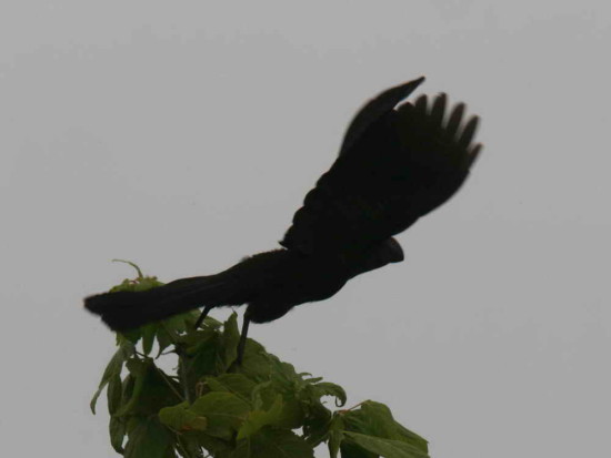 Anó chico/Smoth-billed Ani