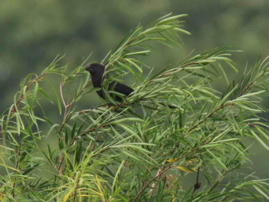 Anó chico/Smoth-billed Ani