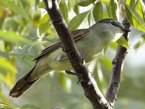 anambé común H/White-winged Becard F