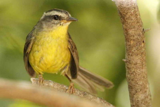 Arañero coronado chico/Golden-crowned Warbler