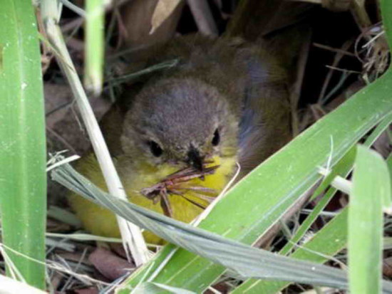 Arañero cara negra/Masked Yellowthroat