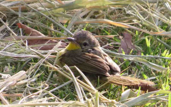 Arañero cara negra/Masked Yellowthroat