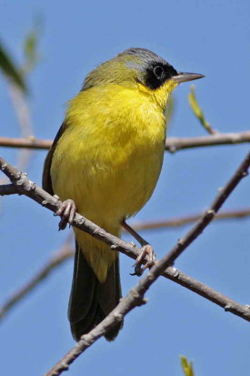 Arañero cara negra/Masked Yellowthroat