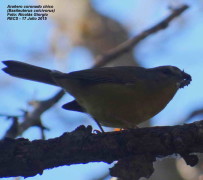 Arañero coronado chico/Golden-crowned Warbler