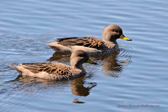 Pato barcino/Yellow-billed Teal