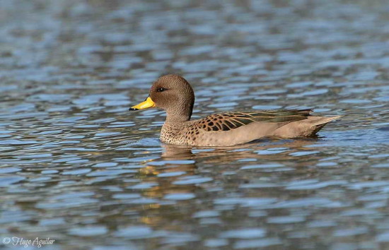 Pato barcino/Yellow-billed Teal