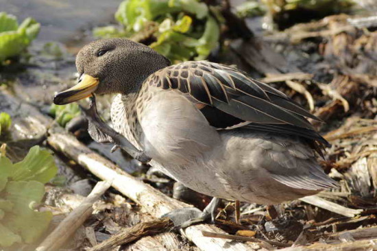 Pato barcino/Yellow-billed Teal