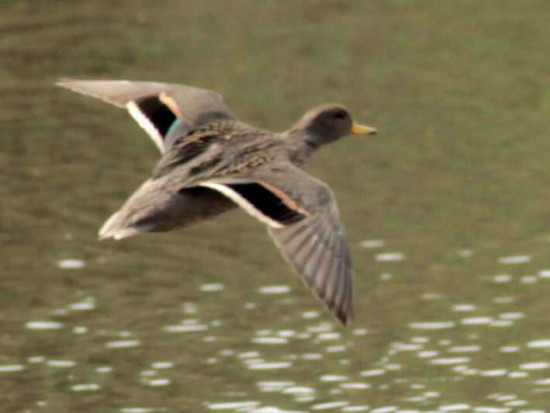 Pato barcino/Yellow-billed Teal