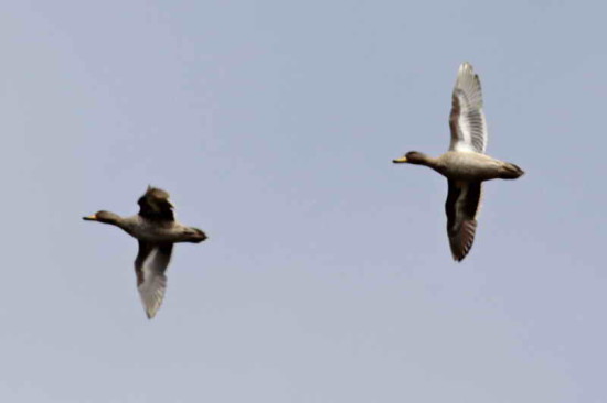 Pato barcino/Yellow-billed Teal