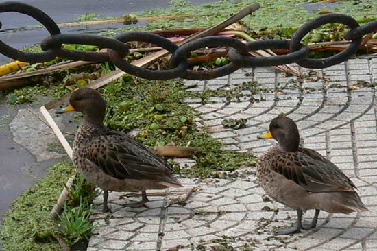 Pato barcino/Yellow-billed Teal