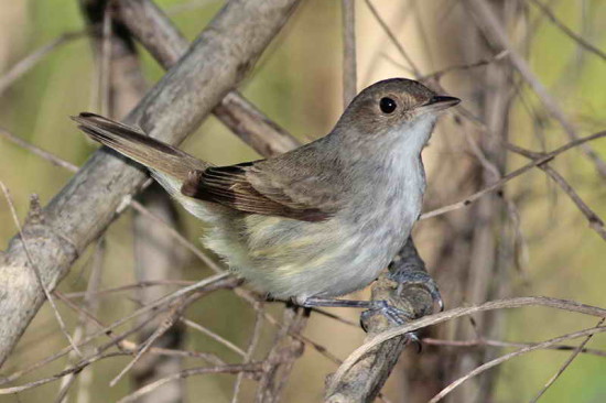 Barullero/Tawny-crowned Pygmy-Tyrant