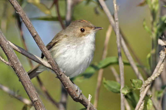 Barullero/Tawny-crowned Pygmy-Tyrant