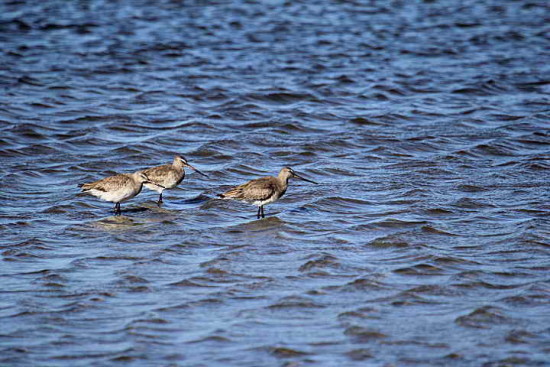 Becasa de mar/Hudsonian Godwit