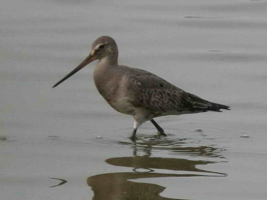 Becasa de mar/Hudsonian Godwit