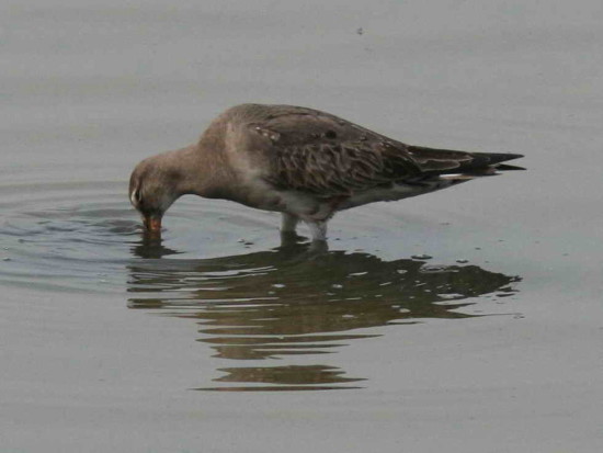 Becasa de mar/Hudsonian Godwit