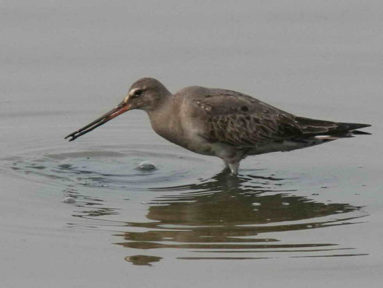 Becasa de mar/Hudsonian Godwit