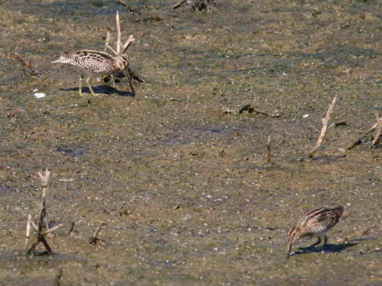 Becasina común/Hudsonian Godwit