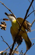 Benteveo común/Great Kiskadee