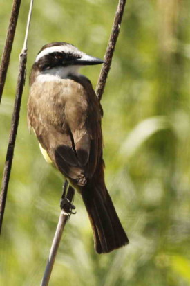 Benteveo común/Great Kiskadee